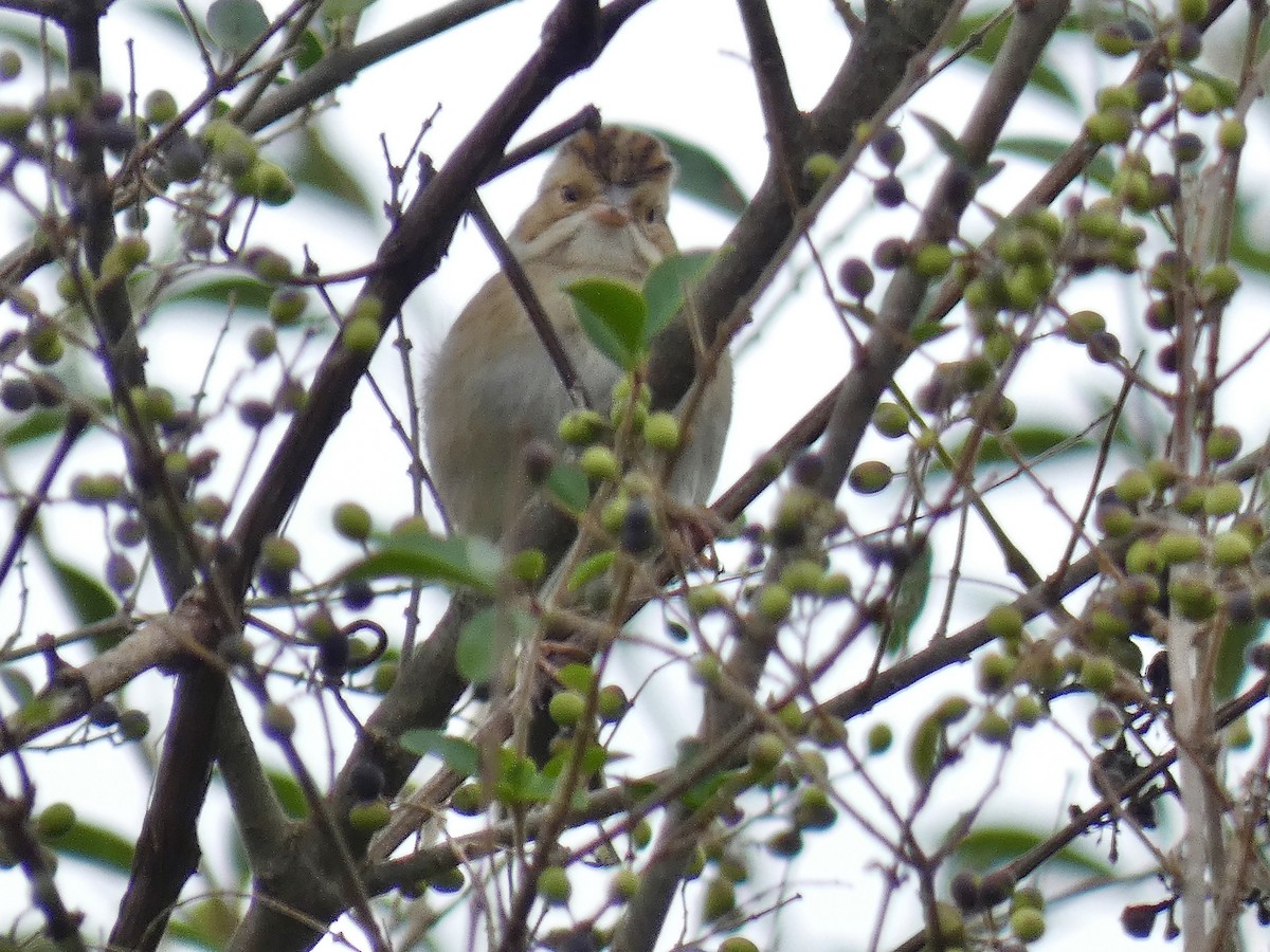 Clay-colored Sparrow - ML642977171