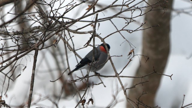 Eurasian Bullfinch (Baikal) - ML642977185
