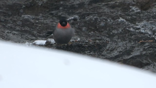 Eurasian Bullfinch (Baikal) - ML642977186