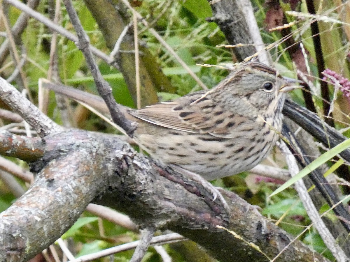 Lincoln's Sparrow - ML642977191