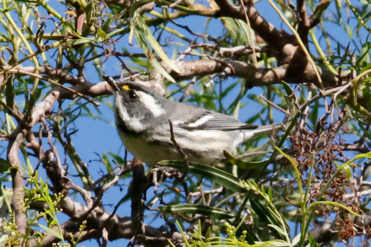 Black-throated Gray Warbler - ML642977192