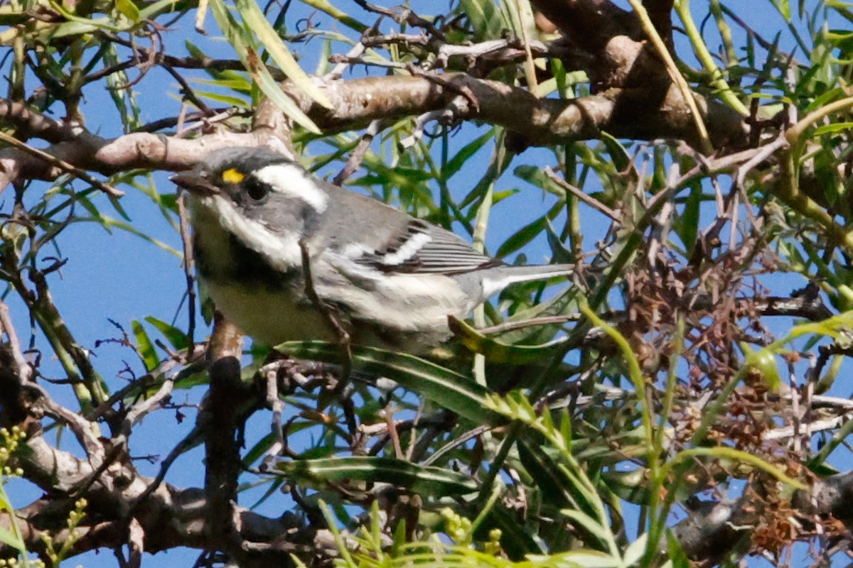 Black-throated Gray Warbler - ML642977193
