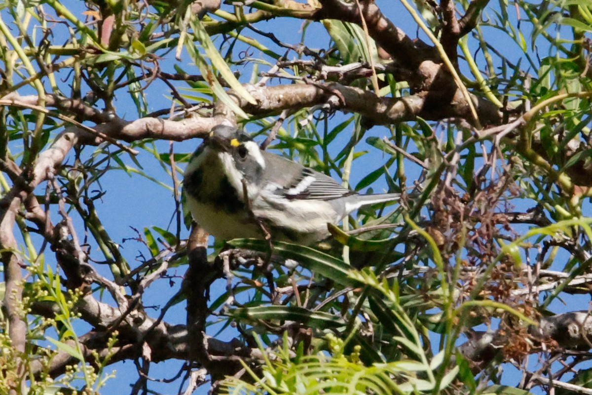 Black-throated Gray Warbler - ML642977194