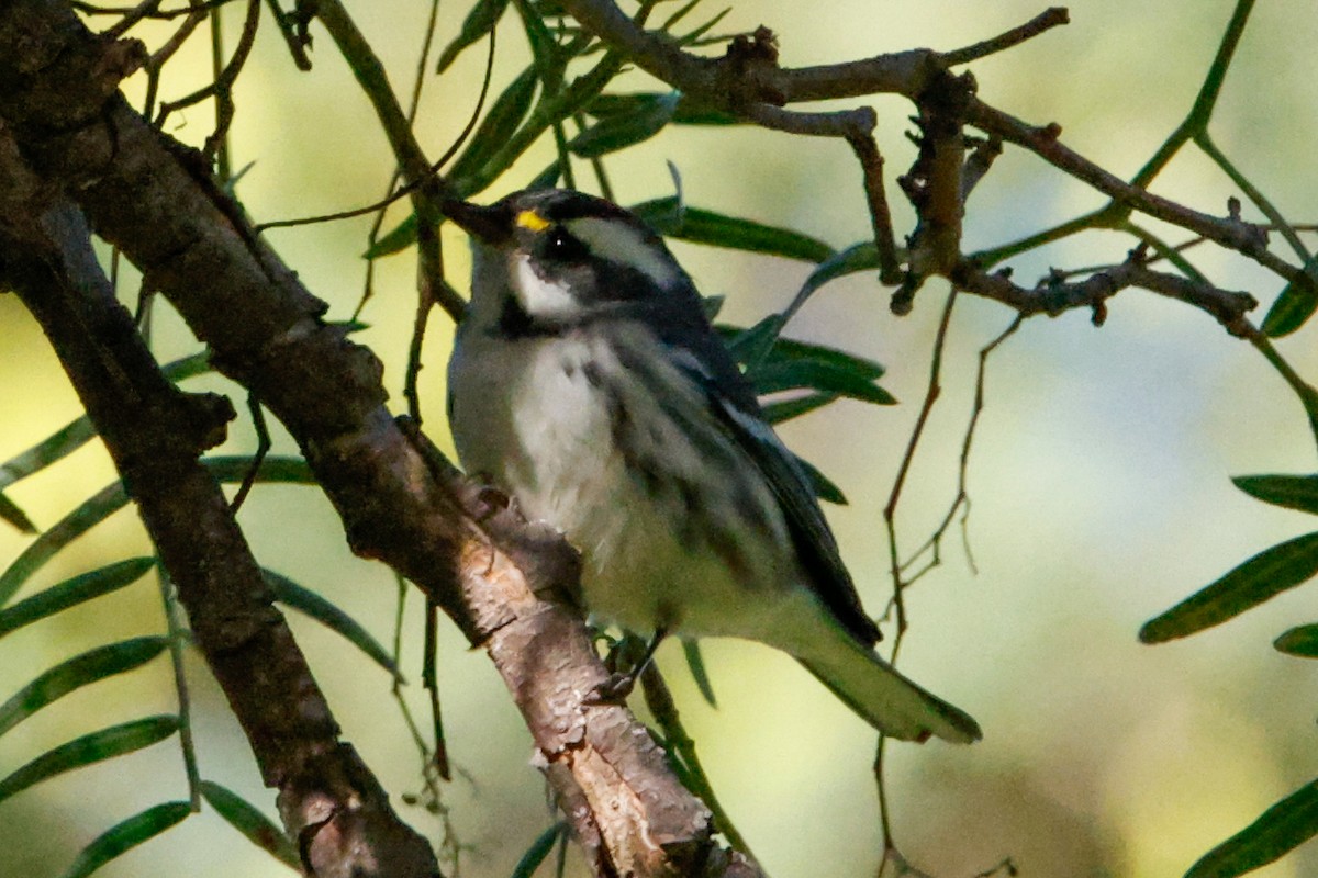 Black-throated Gray Warbler - ML642977195