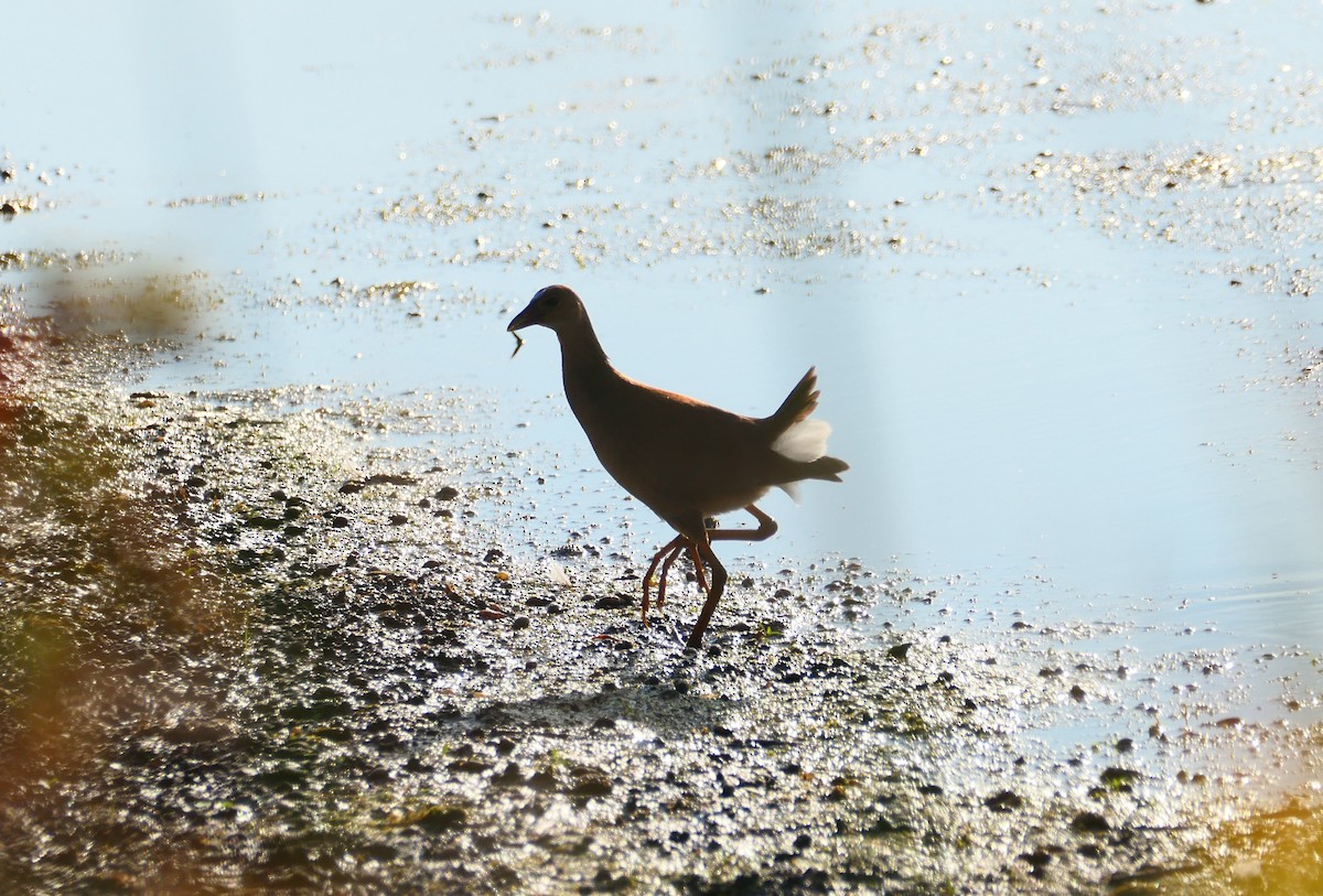 Purple Gallinule - ML642977231