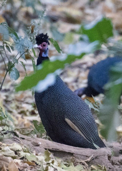 Eastern Crested Guineafowl - ML642977232