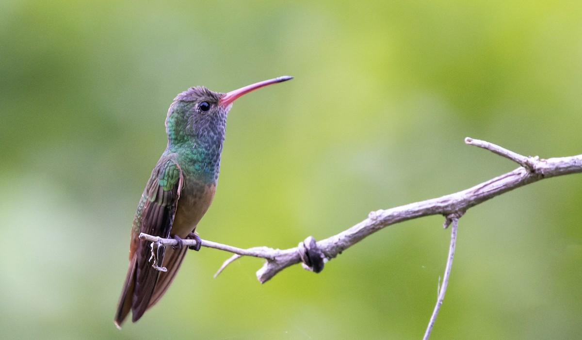 Buff-bellied Hummingbird (Northern) - ML642977239