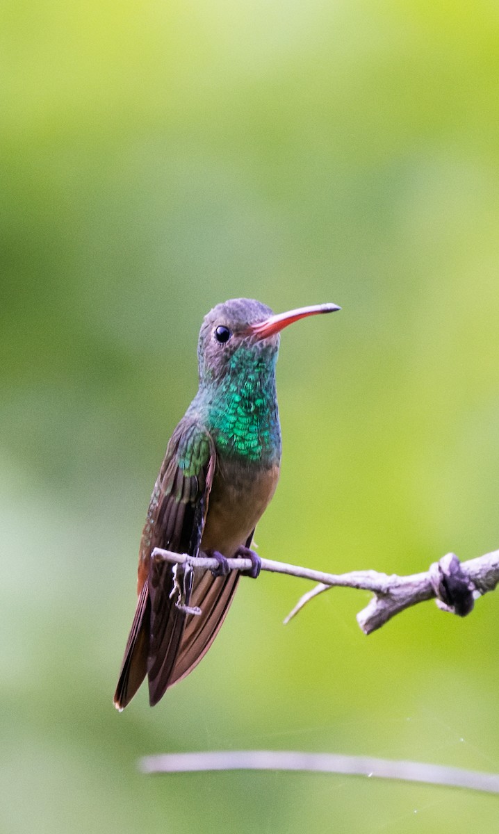 Buff-bellied Hummingbird (Northern) - ML642977240