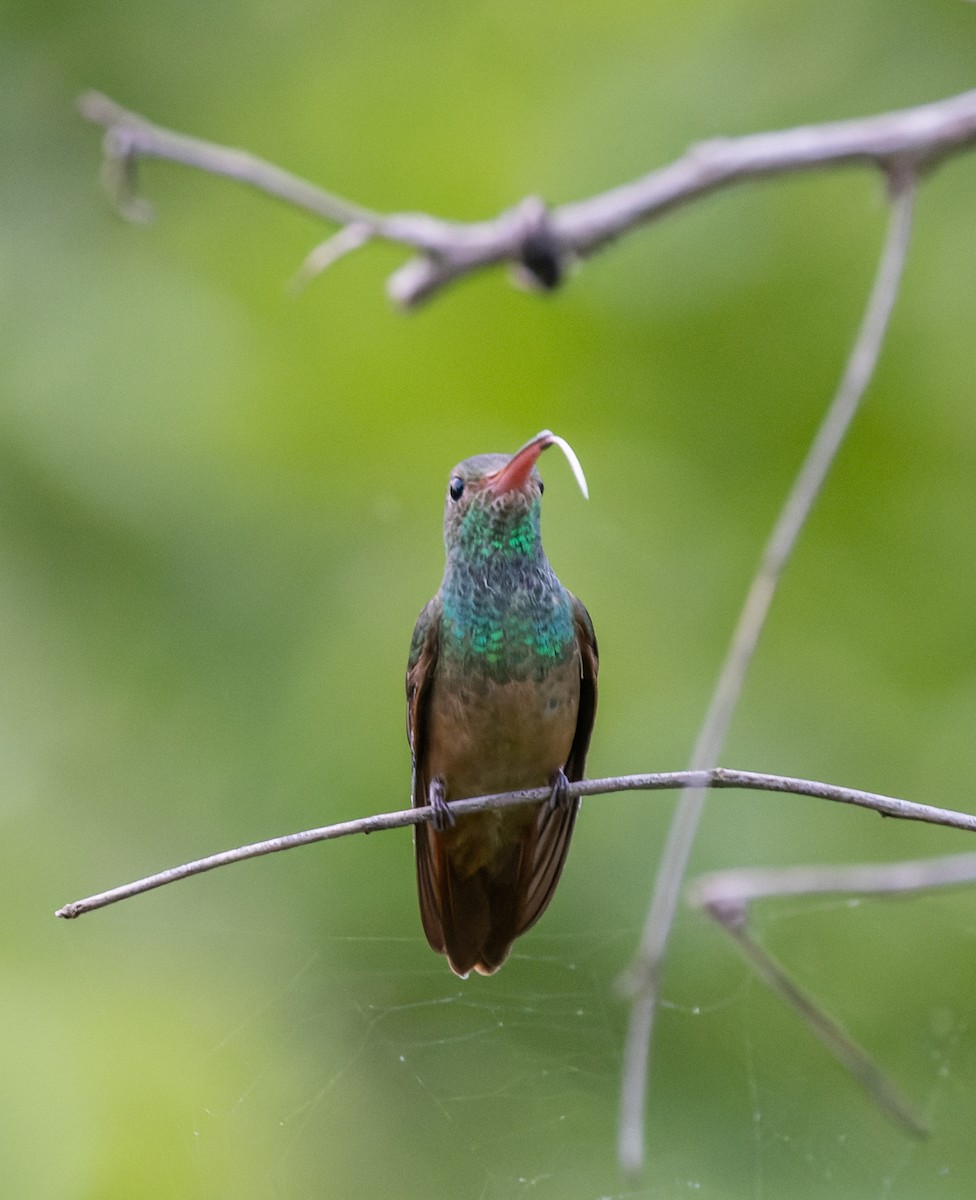 Buff-bellied Hummingbird (Northern) - ML642977242