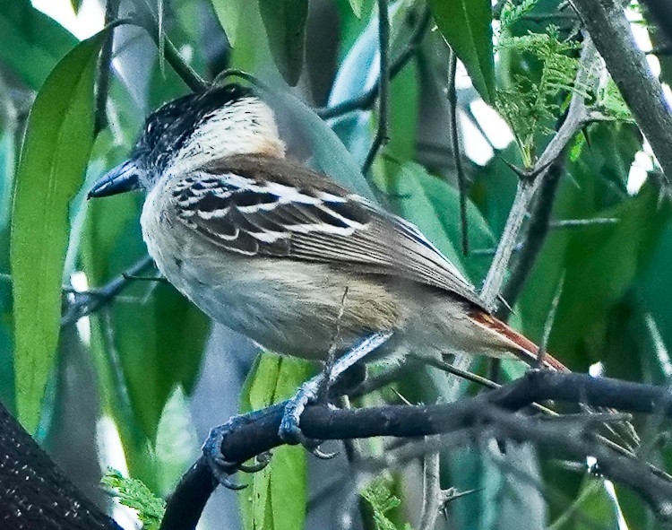 Collared Antshrike - ML642977246