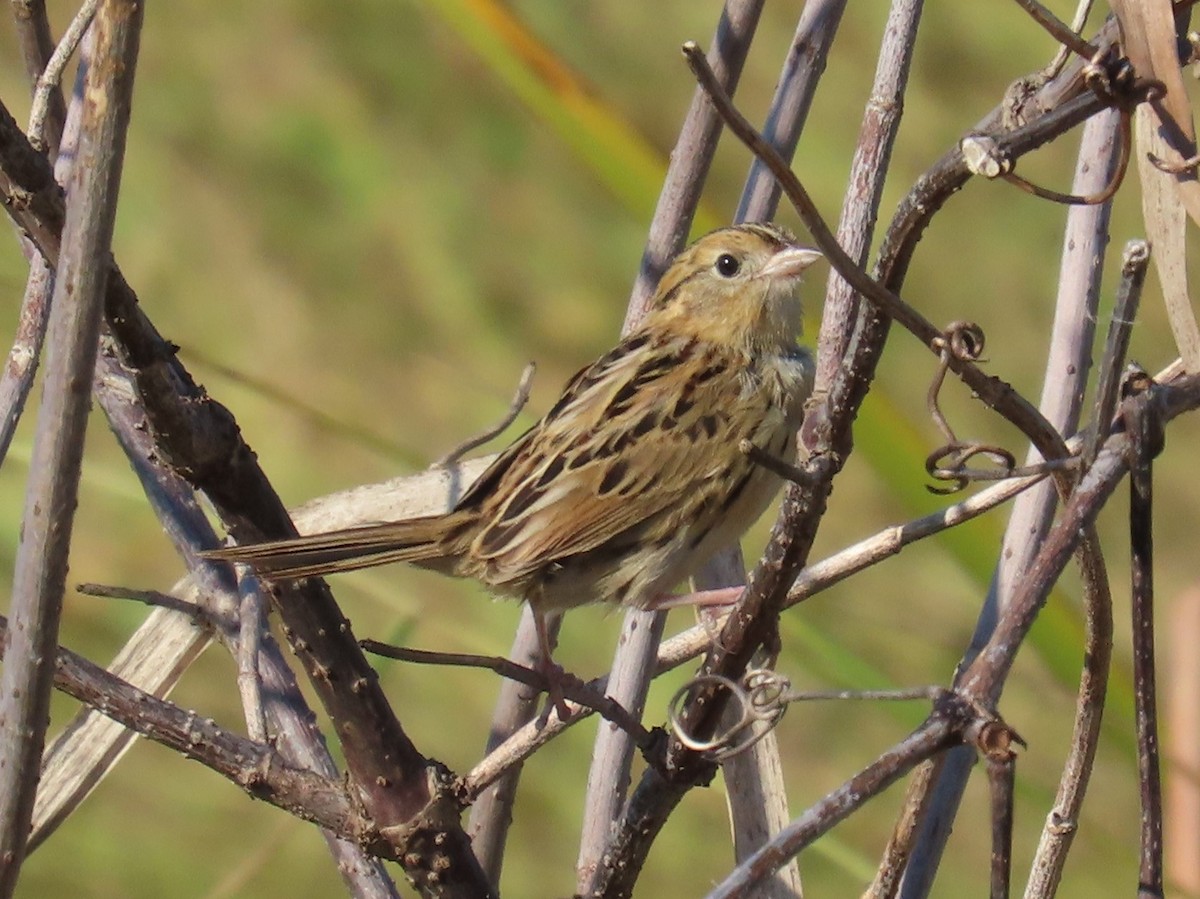 LeConte's Sparrow - ML642977250