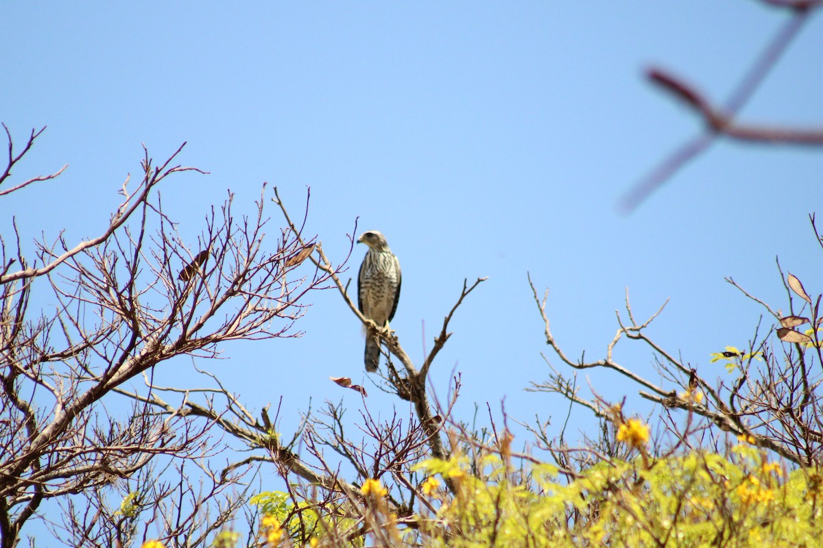 Roadside Hawk - ML642977252