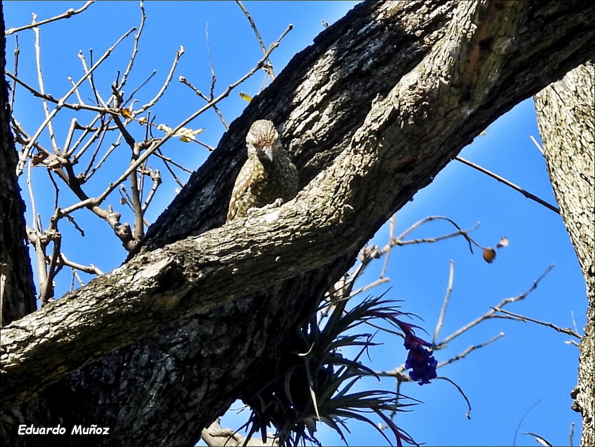 White-spotted Woodpecker - ML642977264