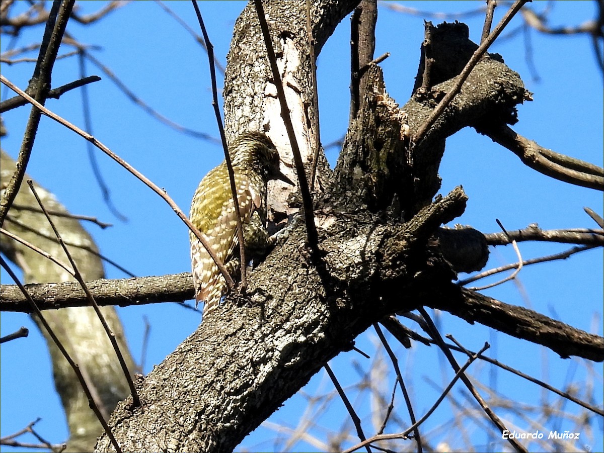 White-spotted Woodpecker - ML642977266