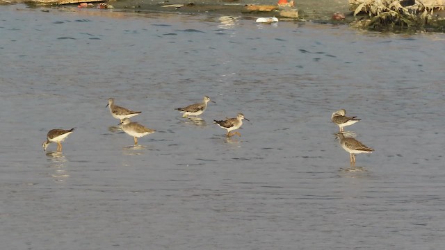 Lesser Yellowlegs - ML642977275