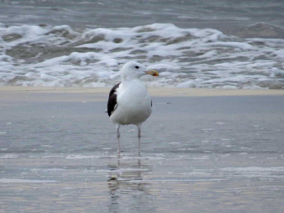 Great Black-backed Gull - ML642977278