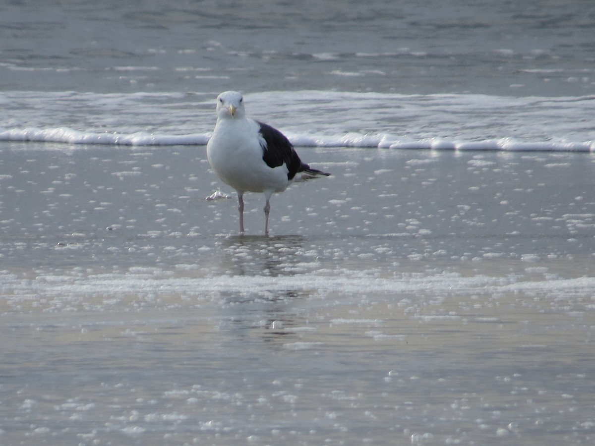 Great Black-backed Gull - ML642977279