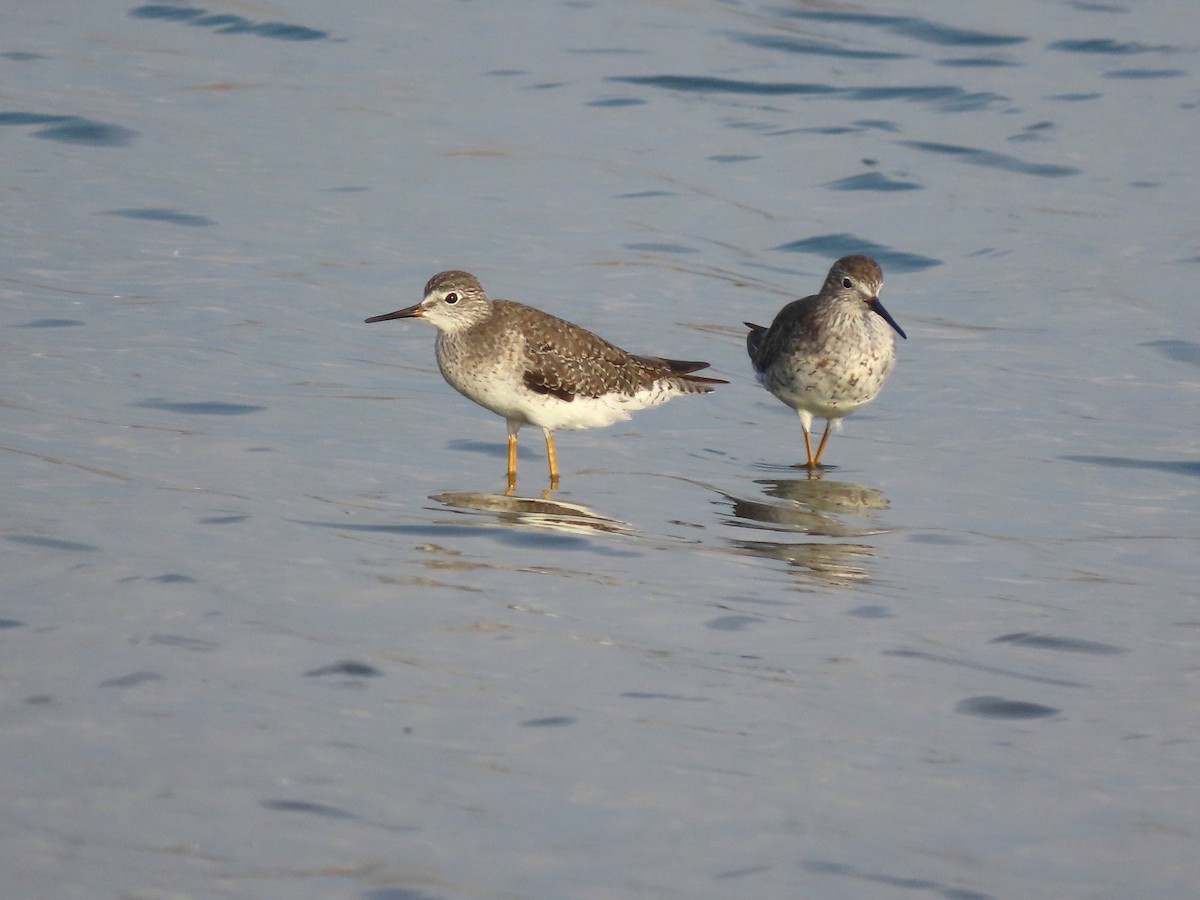 Lesser Yellowlegs - ML642977283