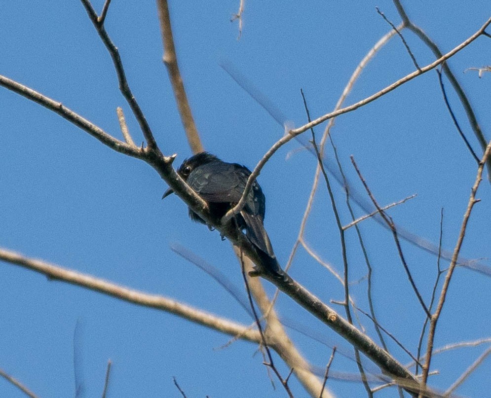 Square-tailed Drongo-Cuckoo - ML642977285