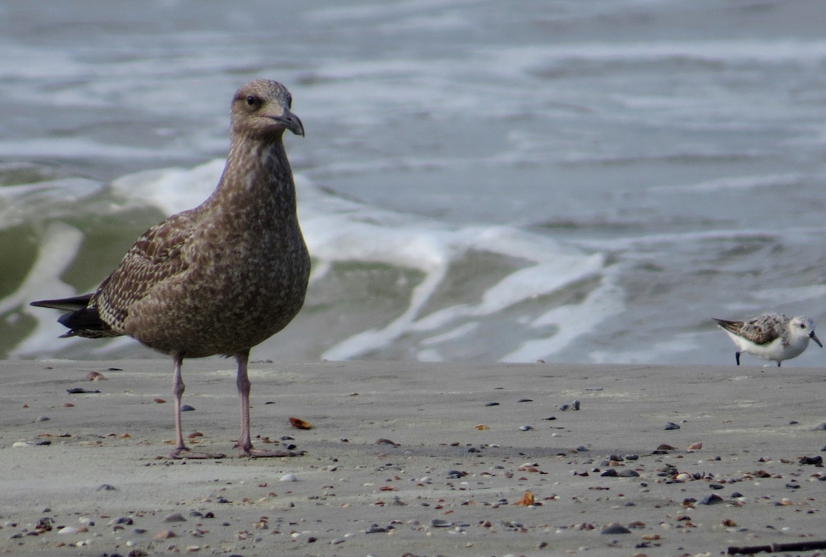American Herring Gull - ML642977289
