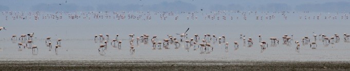Lesser Flamingo - ML642977316