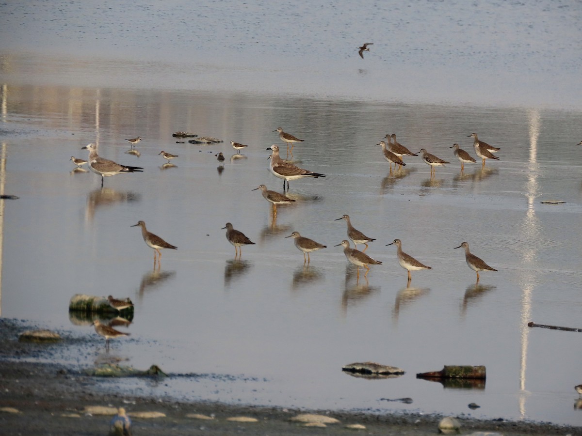 Lesser Yellowlegs - ML642977321