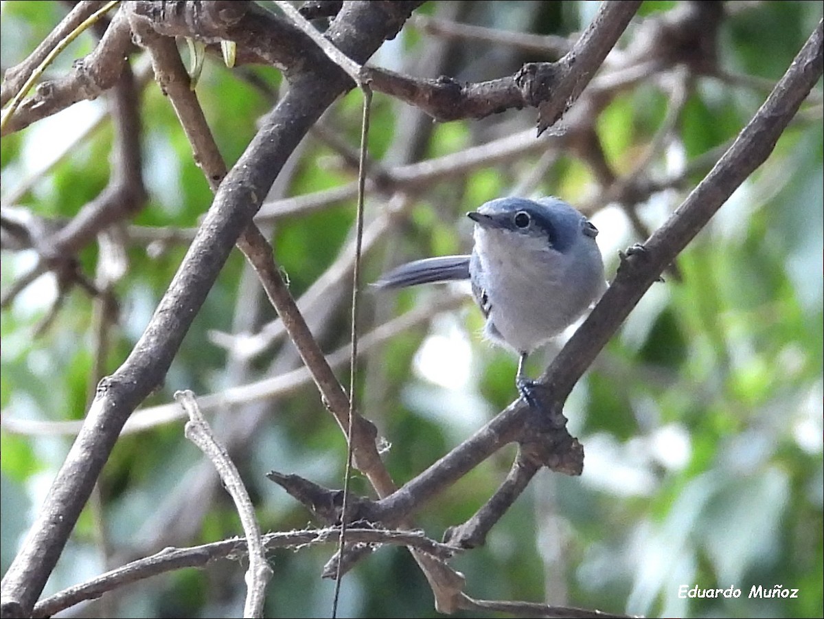 Masked Gnatcatcher - ML642977329