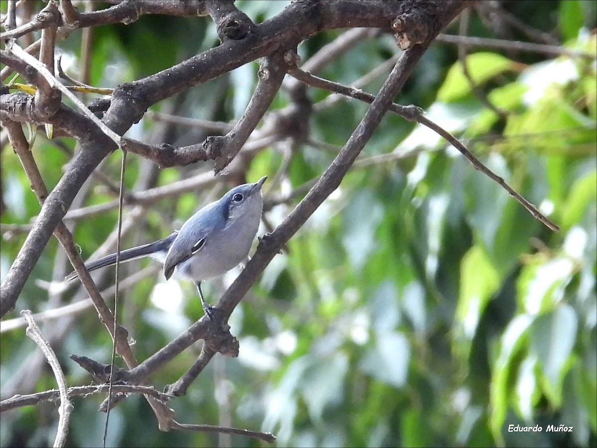 Masked Gnatcatcher - ML642977330