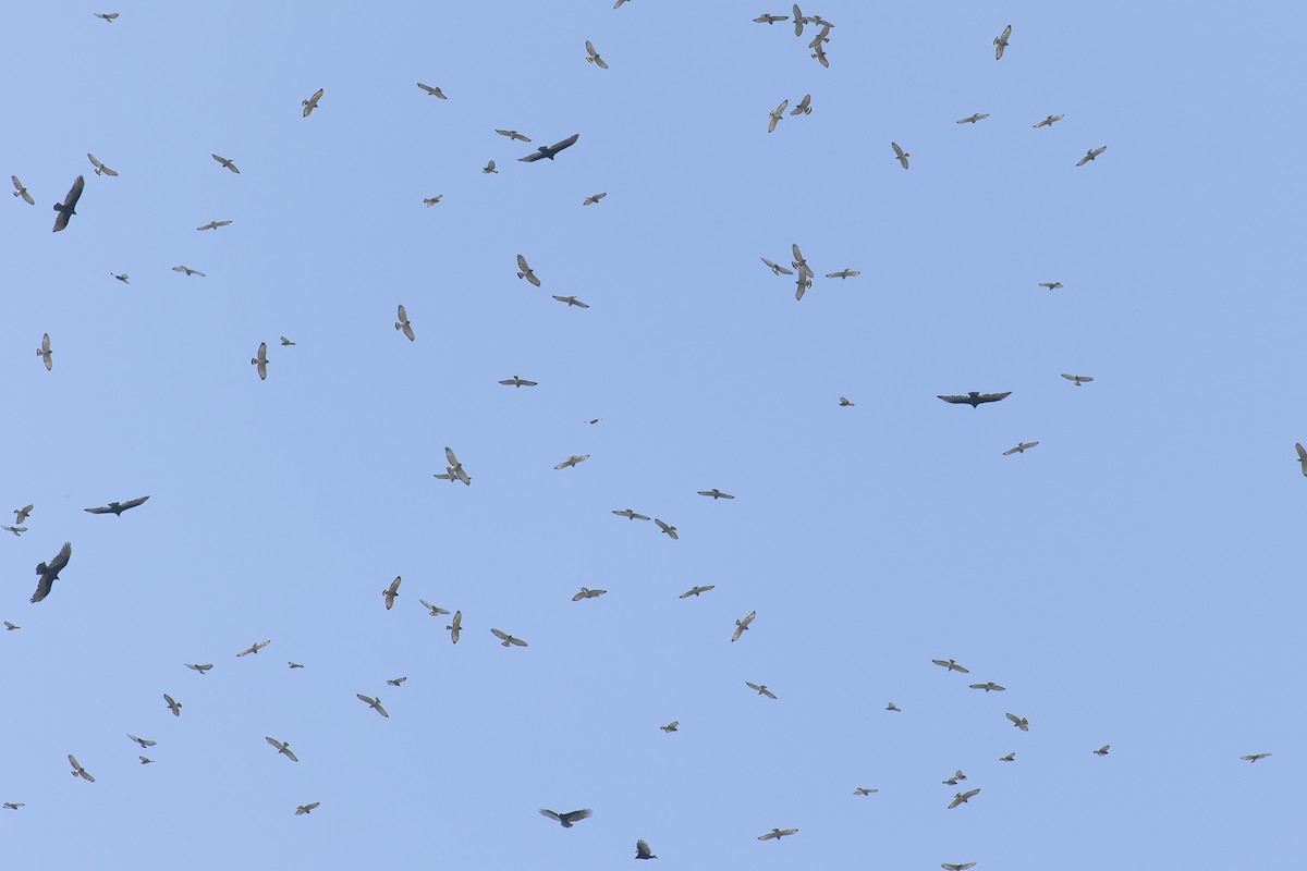 Broad-winged Hawk (Northern) - ML642977335