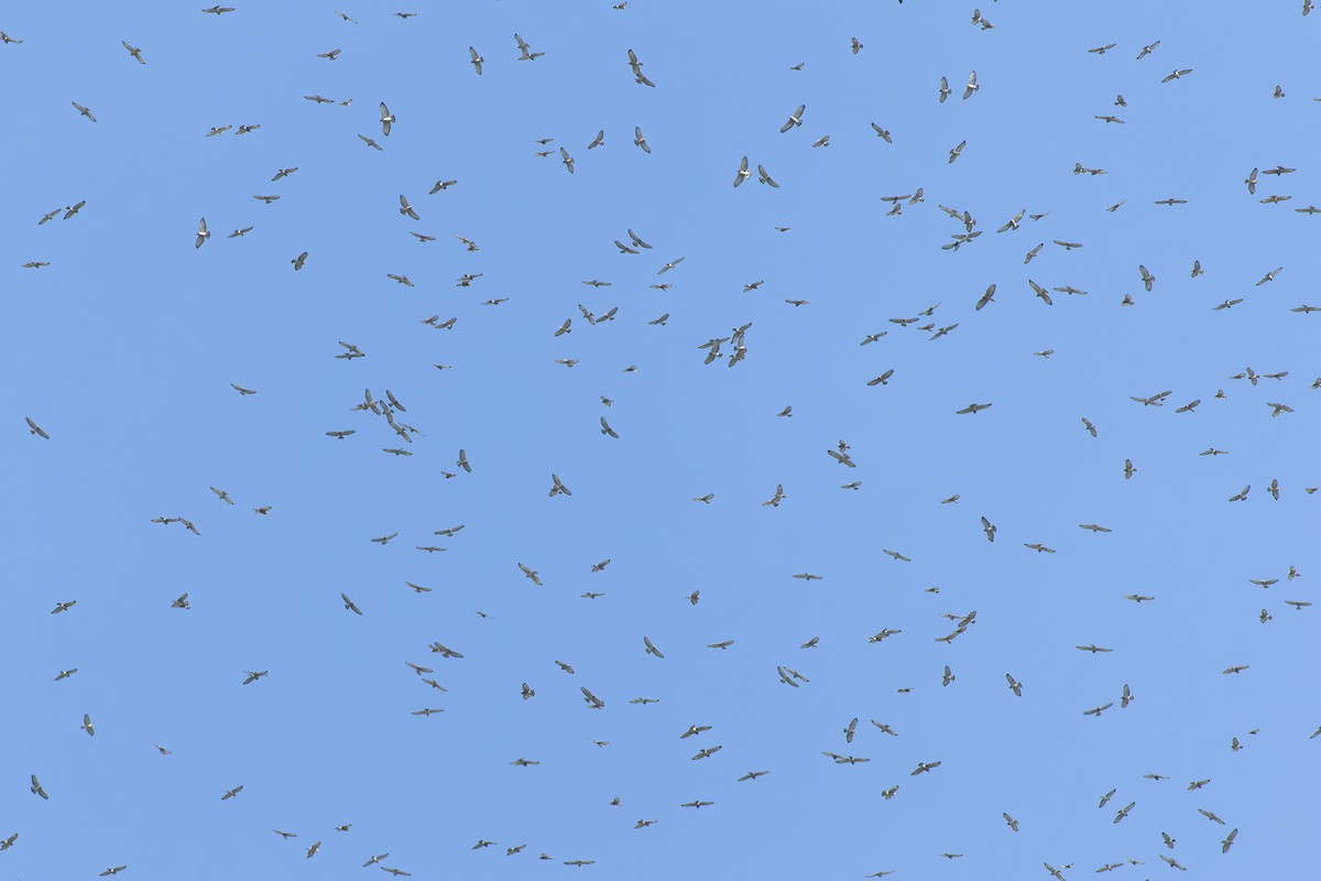 Broad-winged Hawk (Northern) - ML642977337
