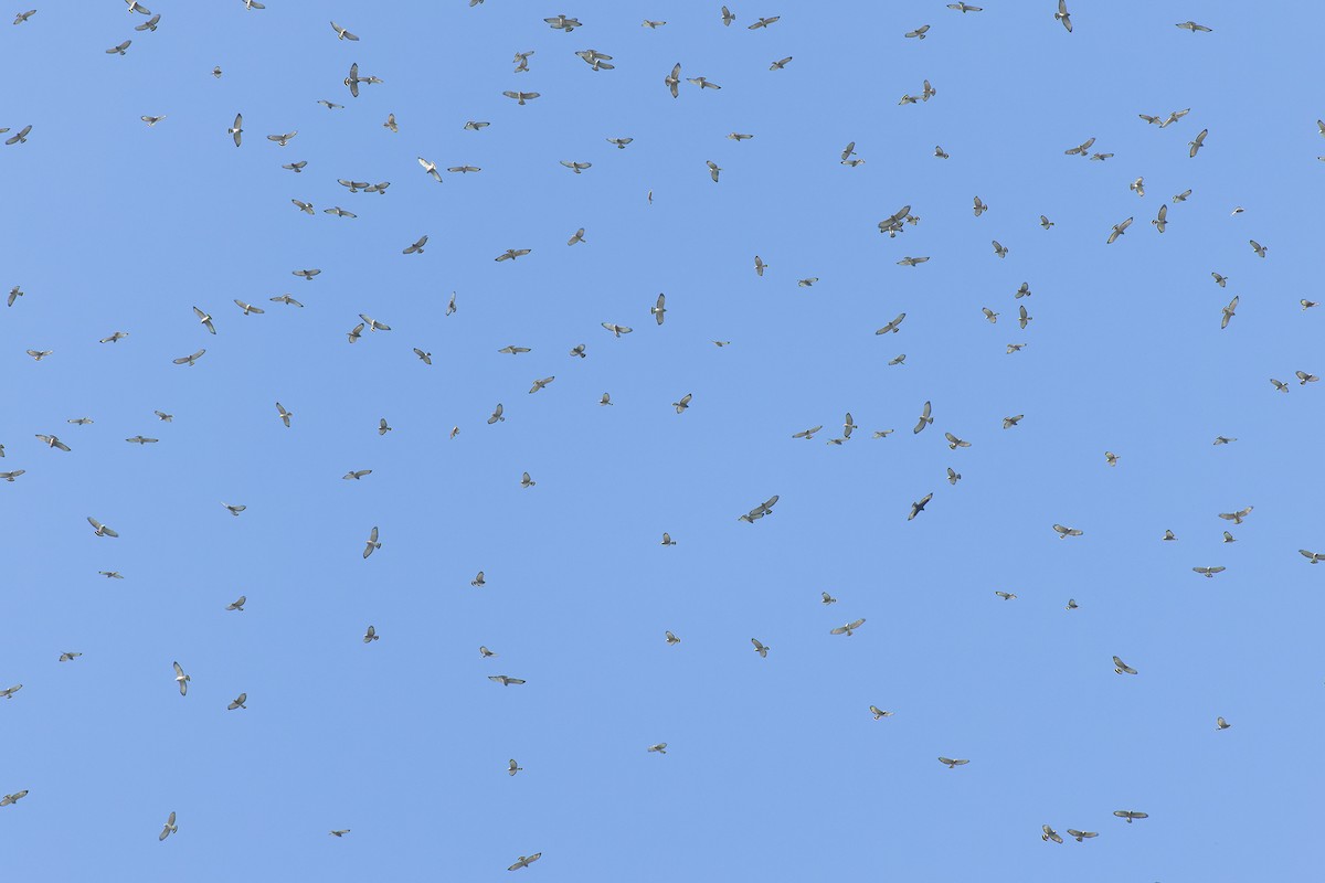 Broad-winged Hawk (Northern) - ML642977339
