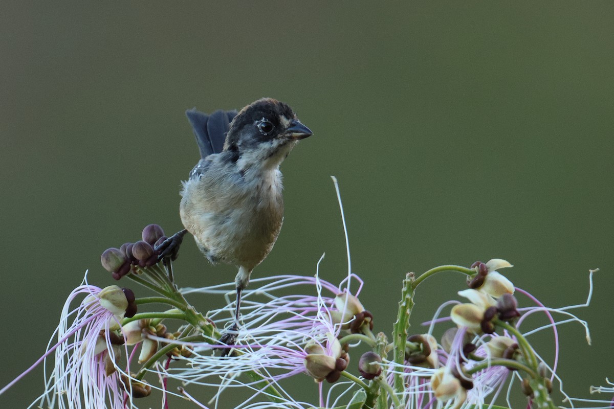 White-winged Brushfinch - ML642977345
