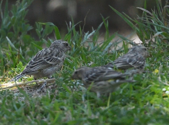 Black-throated Canary - ML642977350