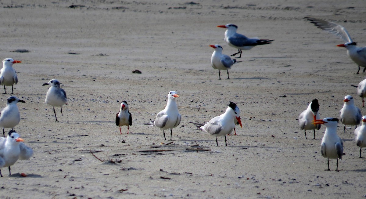Black Skimmer - ML642977352