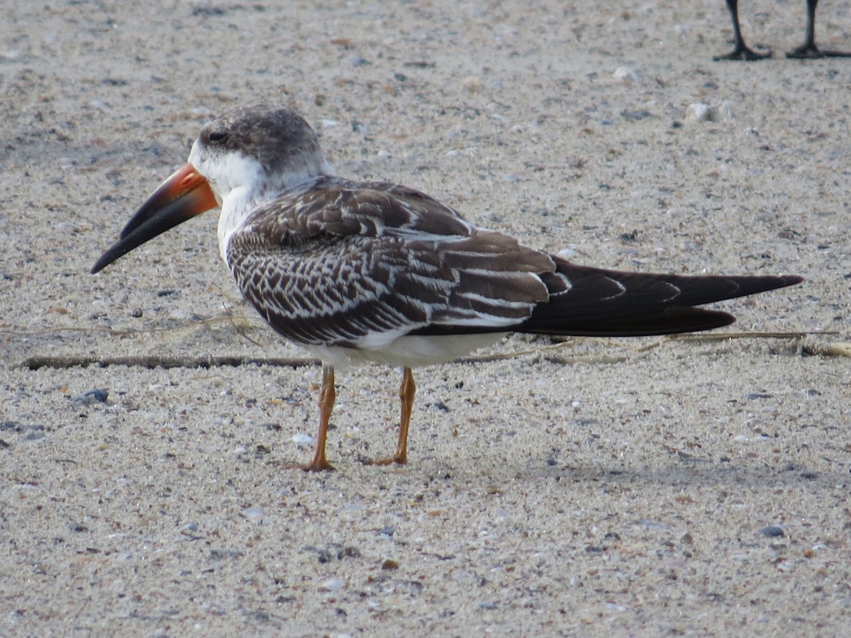 Black Skimmer - ML642977353