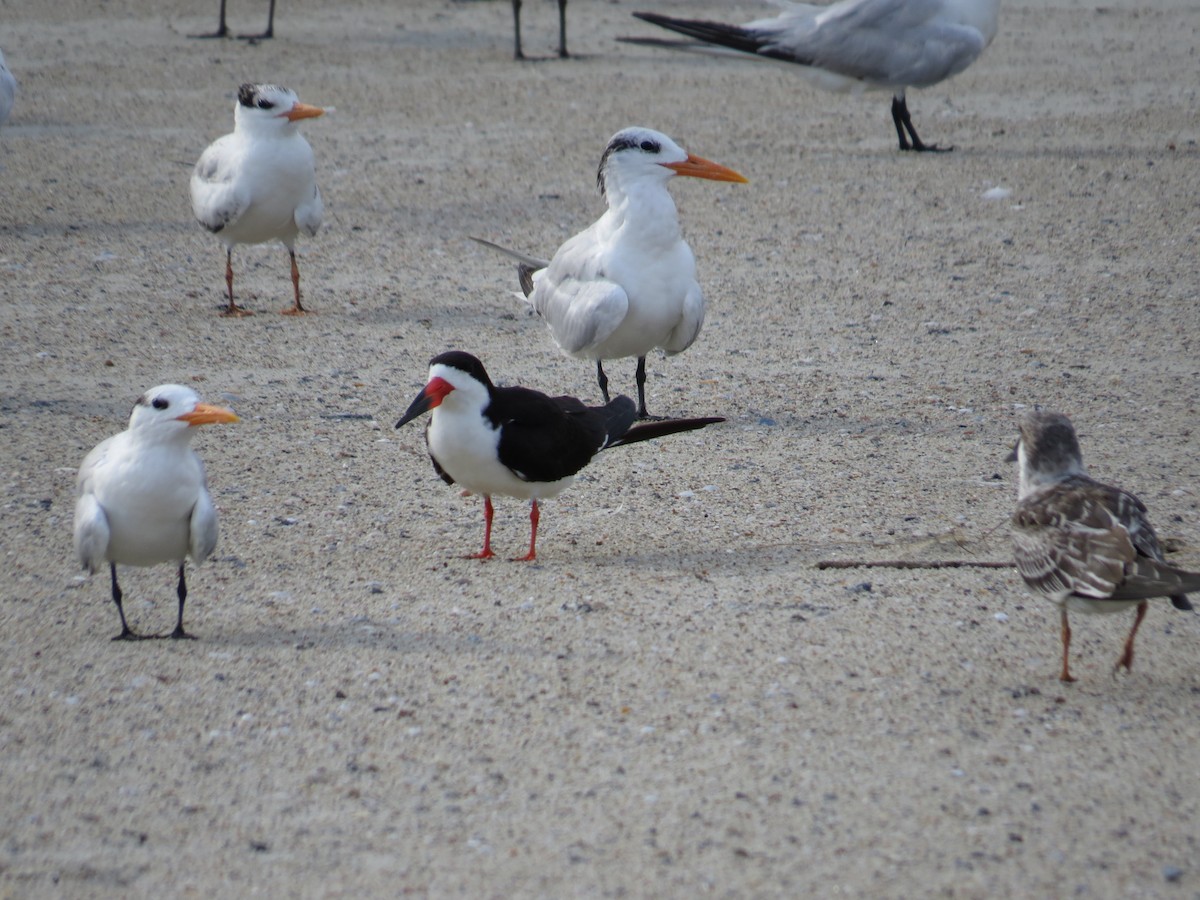 Black Skimmer - ML642977355