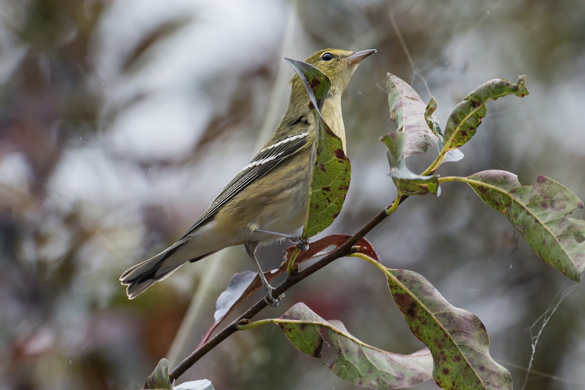 Bay-breasted Warbler - ML642977363