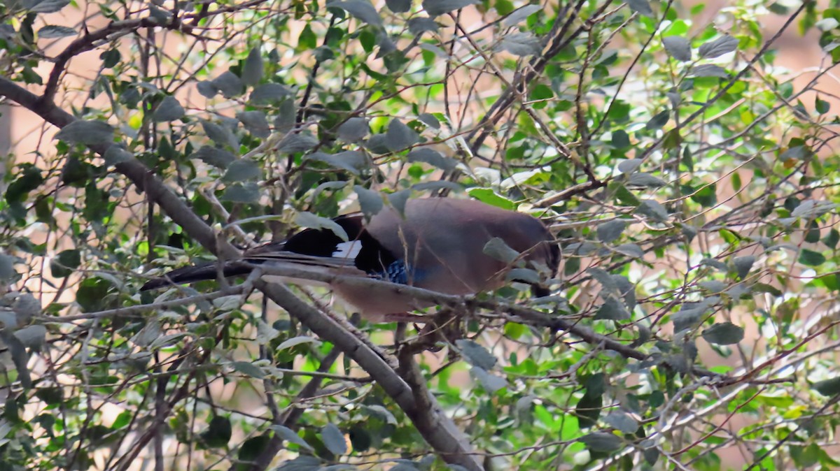 Eurasian Jay - ML642977365