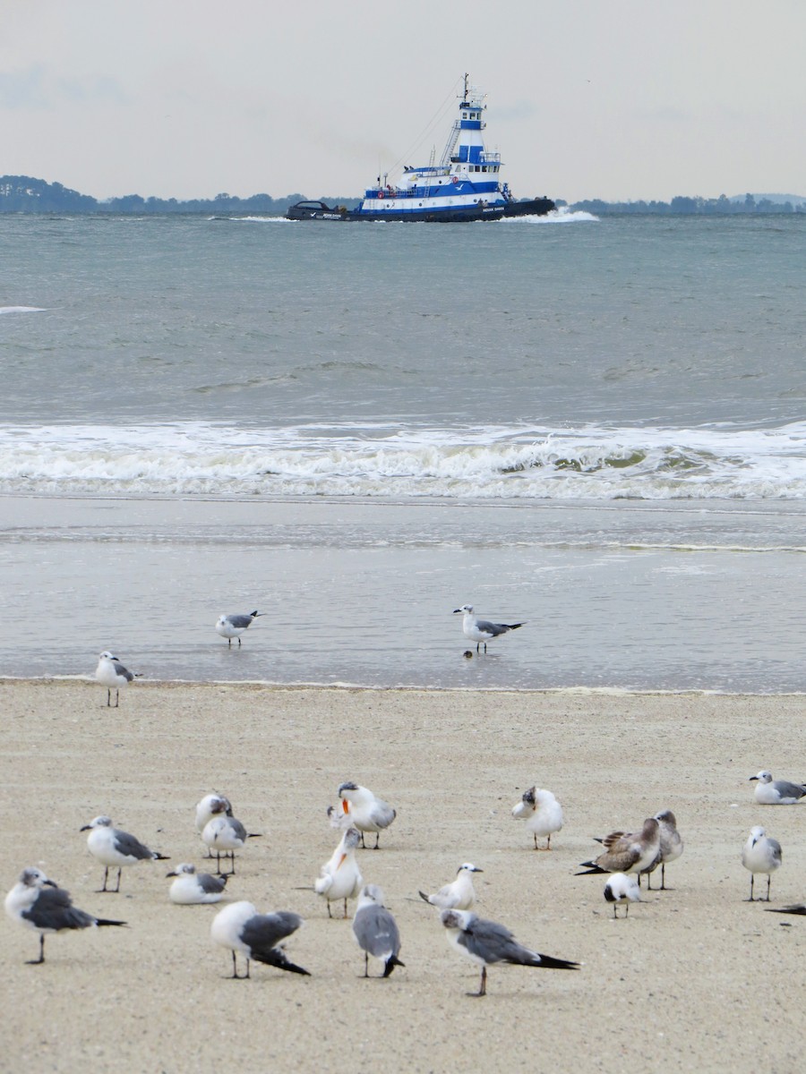 Laughing Gull - ML642977367