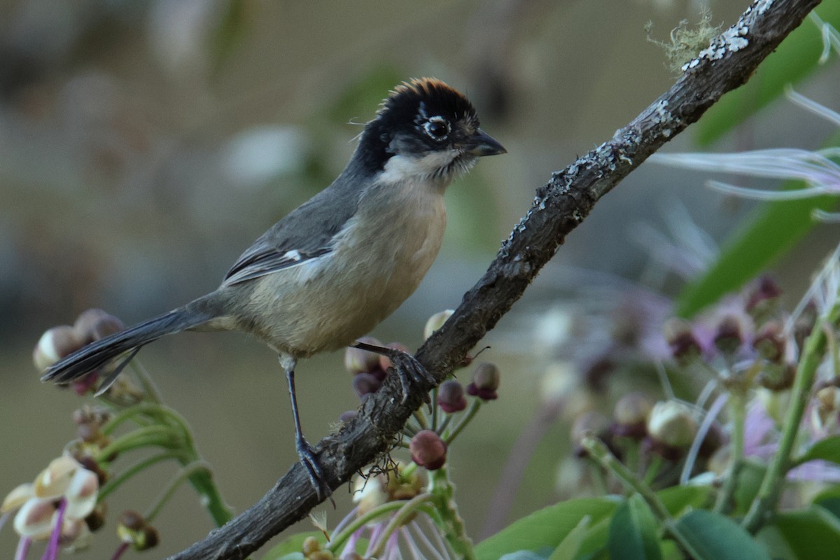 White-winged Brushfinch - ML642977369