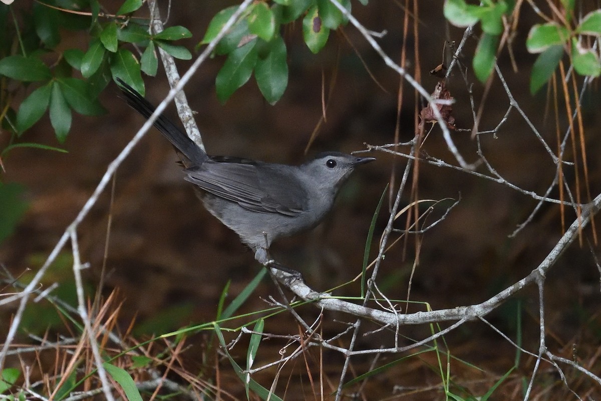 Gray Catbird - ML642977370