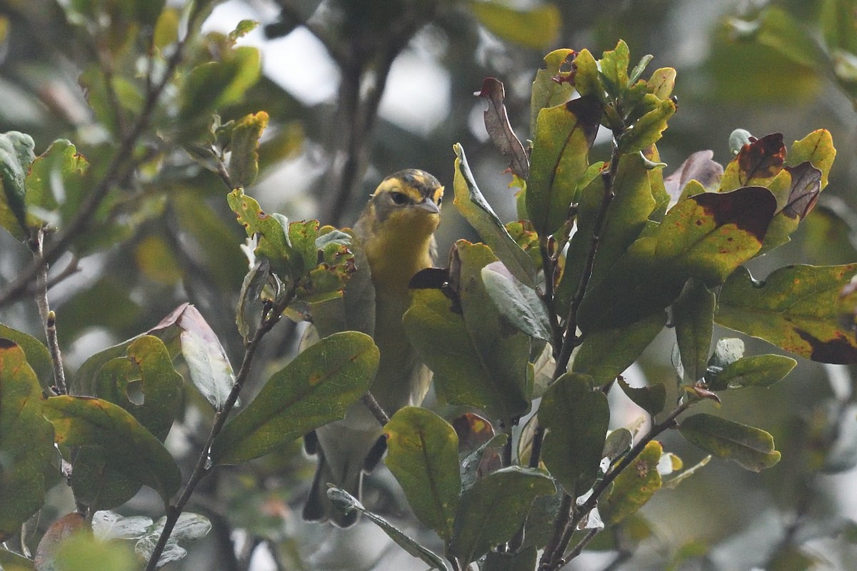 Blackburnian Warbler - ML642977384