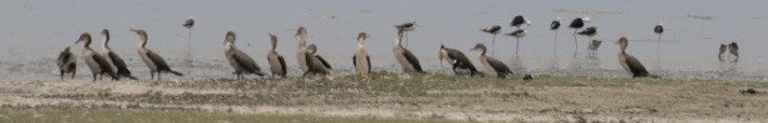 Great Cormorant (White-breasted) - ML642977388