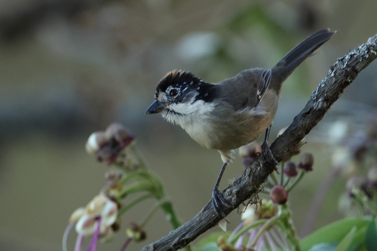 White-winged Brushfinch - ML642977392