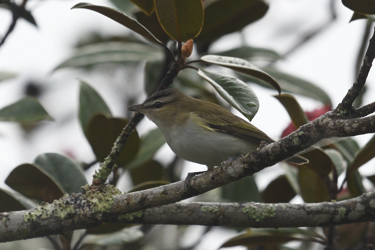 Red-eyed Vireo - ML642977393
