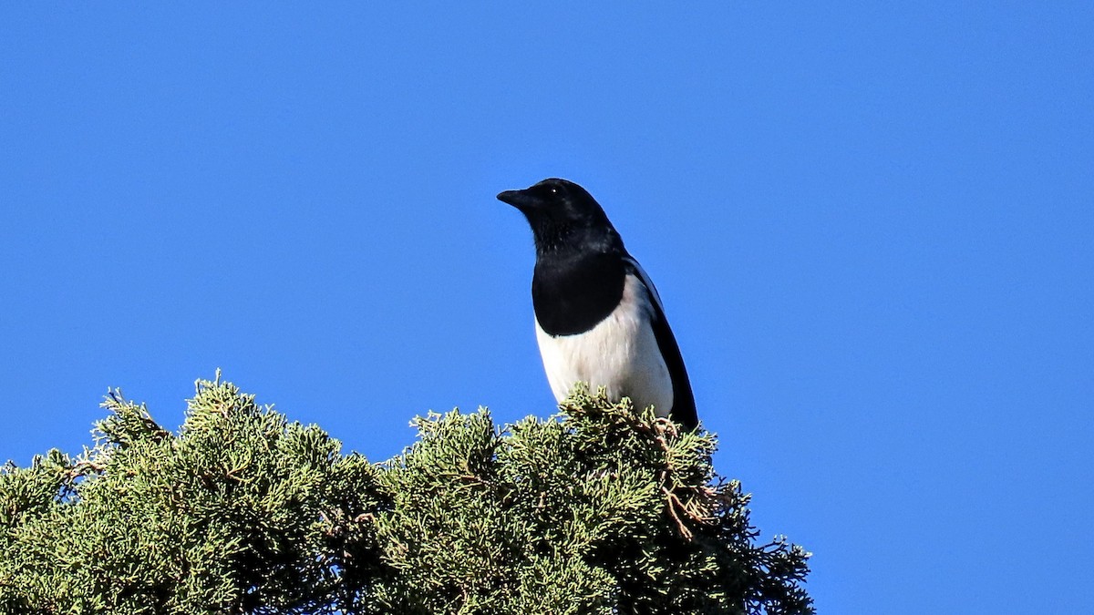 straka obecná - ML642977394