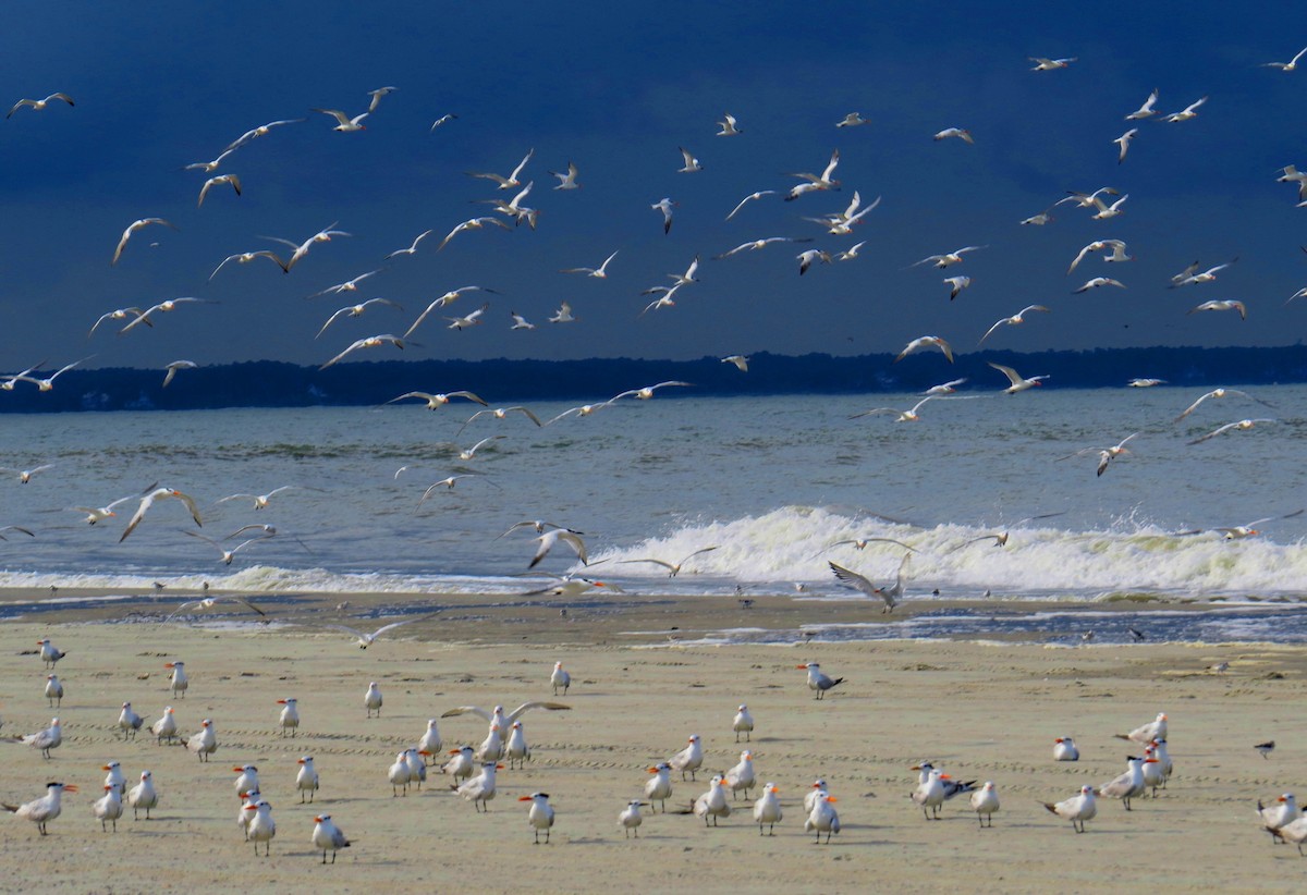 Royal Tern - ML642977422