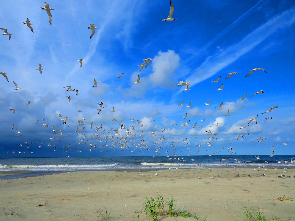 Royal Tern - ML642977423