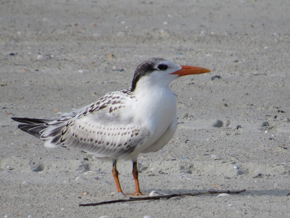 Royal Tern - ML642977424