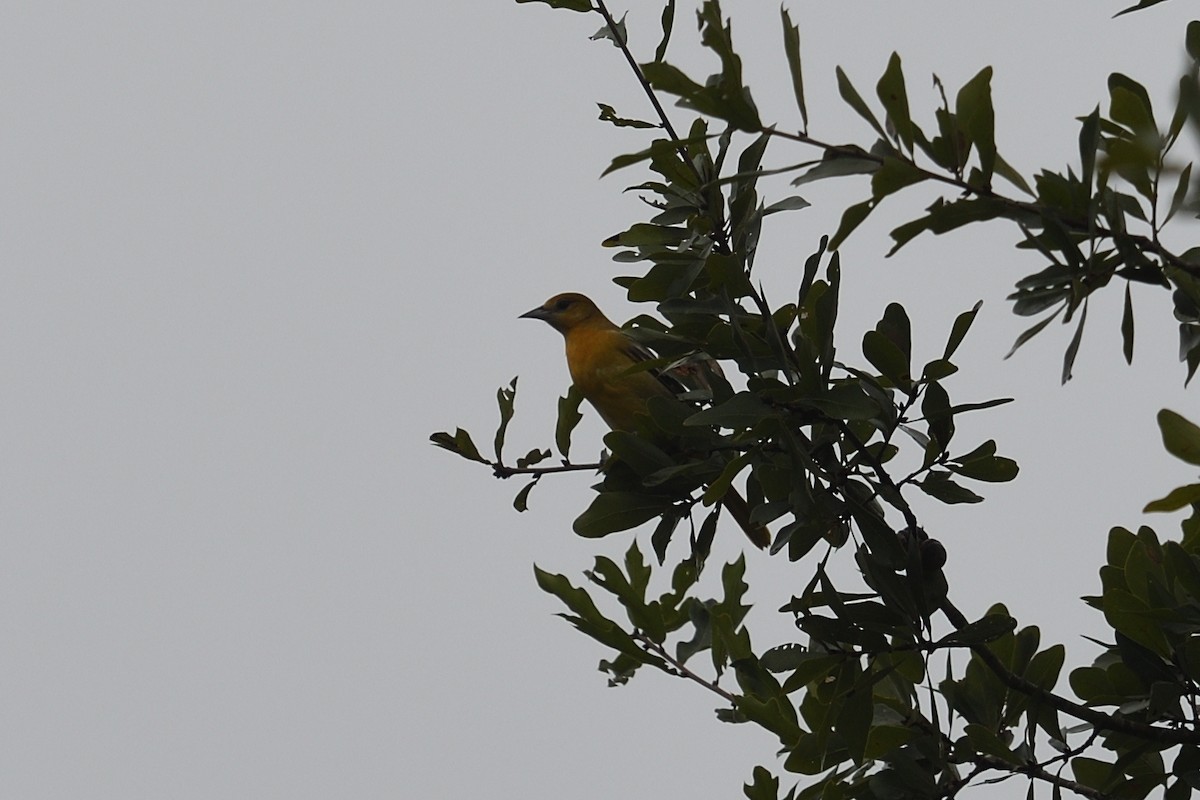 Baltimore Oriole - ML642977428